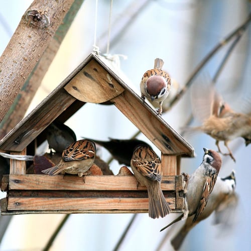 National Bird Feeding Month