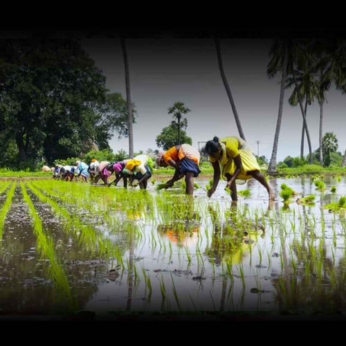 International Day of Rural Women