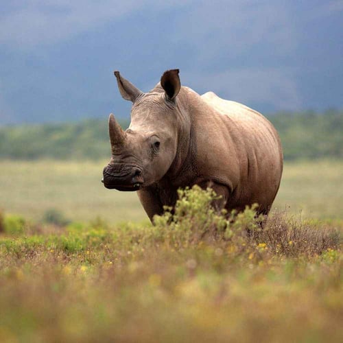 World Rhino Day