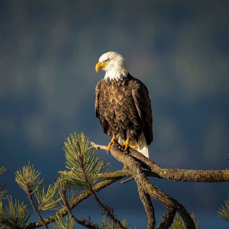 Bald Eagle Appreciation Day