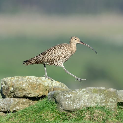 World Curlew Day