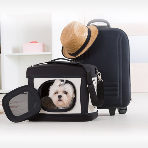 National Pet Travel Safety Day