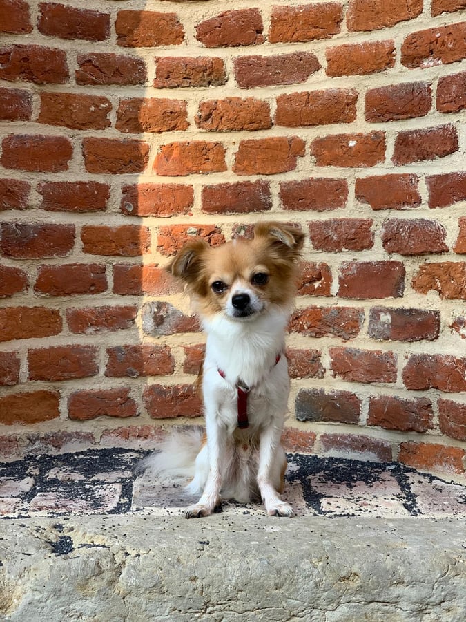 International Chihuahua Appreciation Day