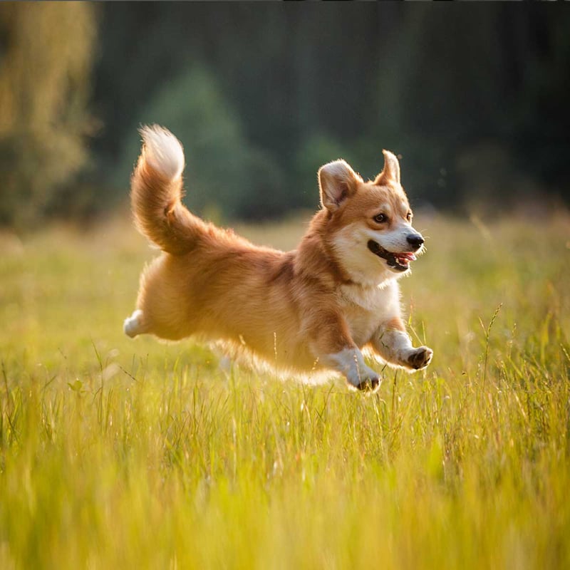 National Welsh Corgi Day