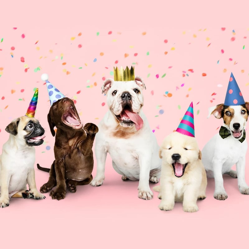 National Dog Party Day 2024