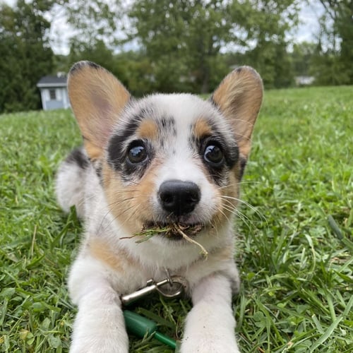 International Corgi Day