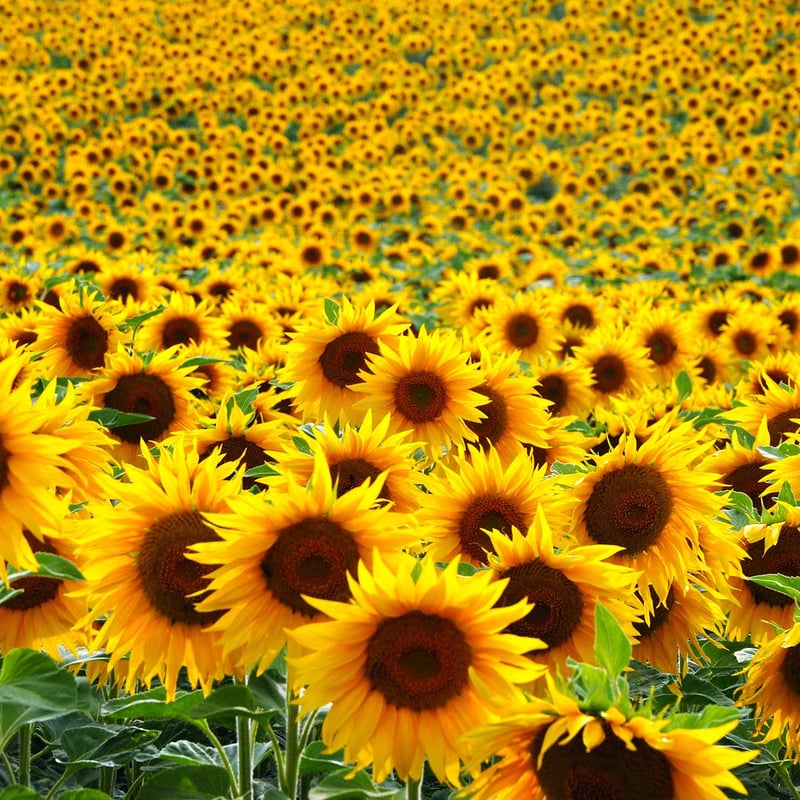 International Sunflower Guerilla Gardening Day