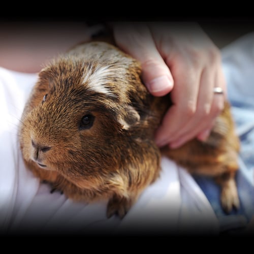 Adopt a Rescued Guinea Pig Month