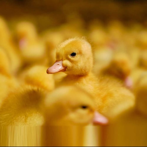 National Duckling Month