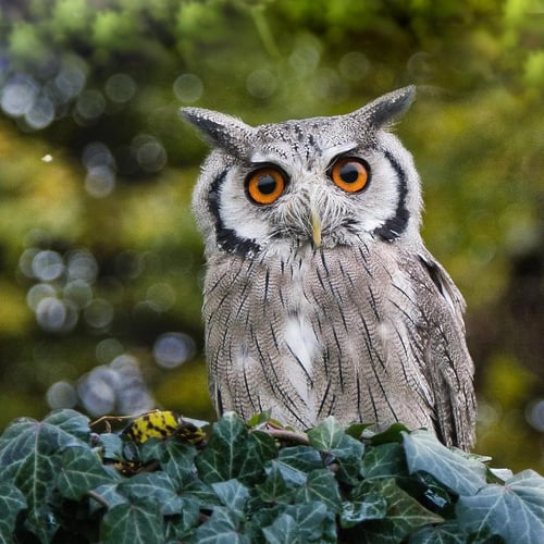 Festival of Owls Week