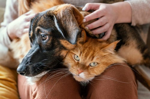 National Cat & Dog Gut Health Awareness Day