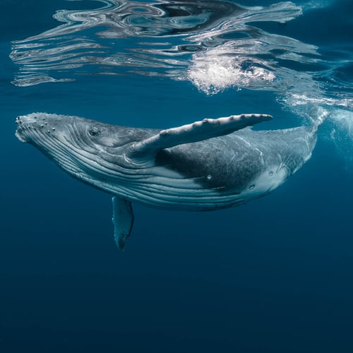 World Whale Day