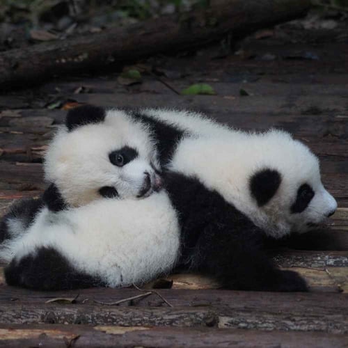 National Panda Day