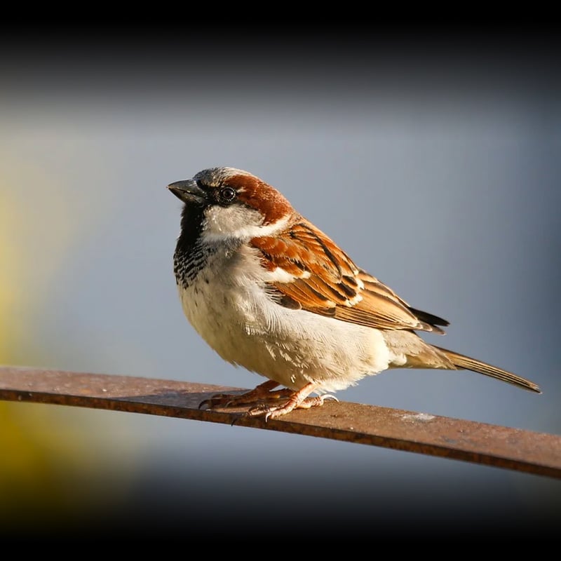 World Sparrow Day