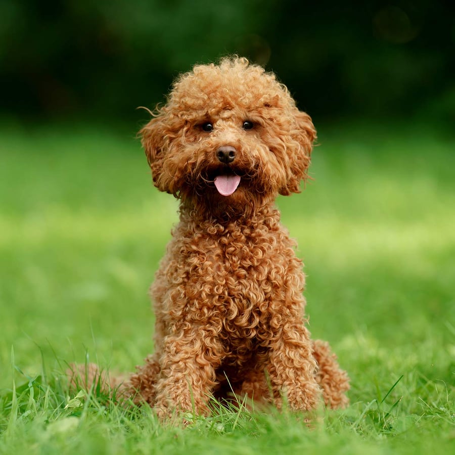 International Doodle Dog Day