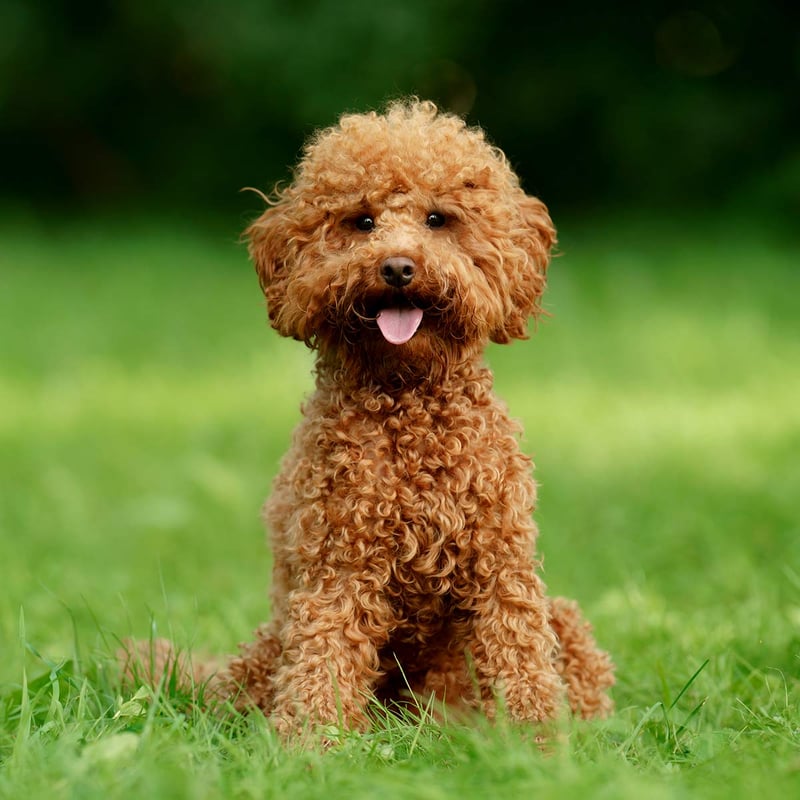 International Doodle Dog Day May 1