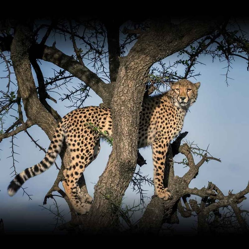 International Cheetah Day December 4