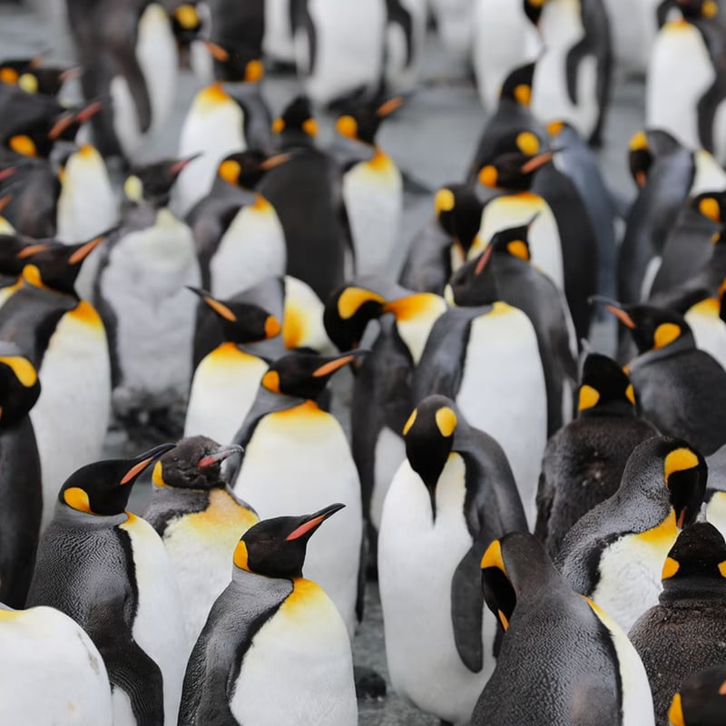 Penguin Awareness Day 2024