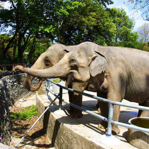 International Day of Action for Elephants in Zoos