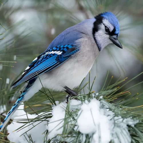 Christmas Bird Count Week