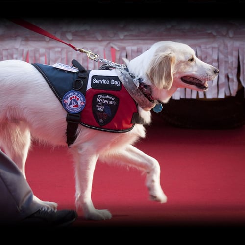 National Service Dog Month