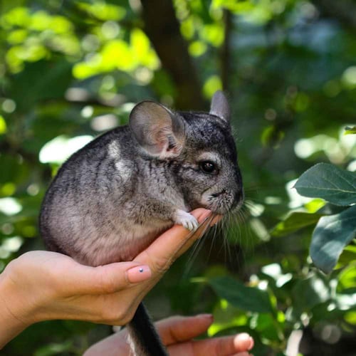 National Chinchilla Day