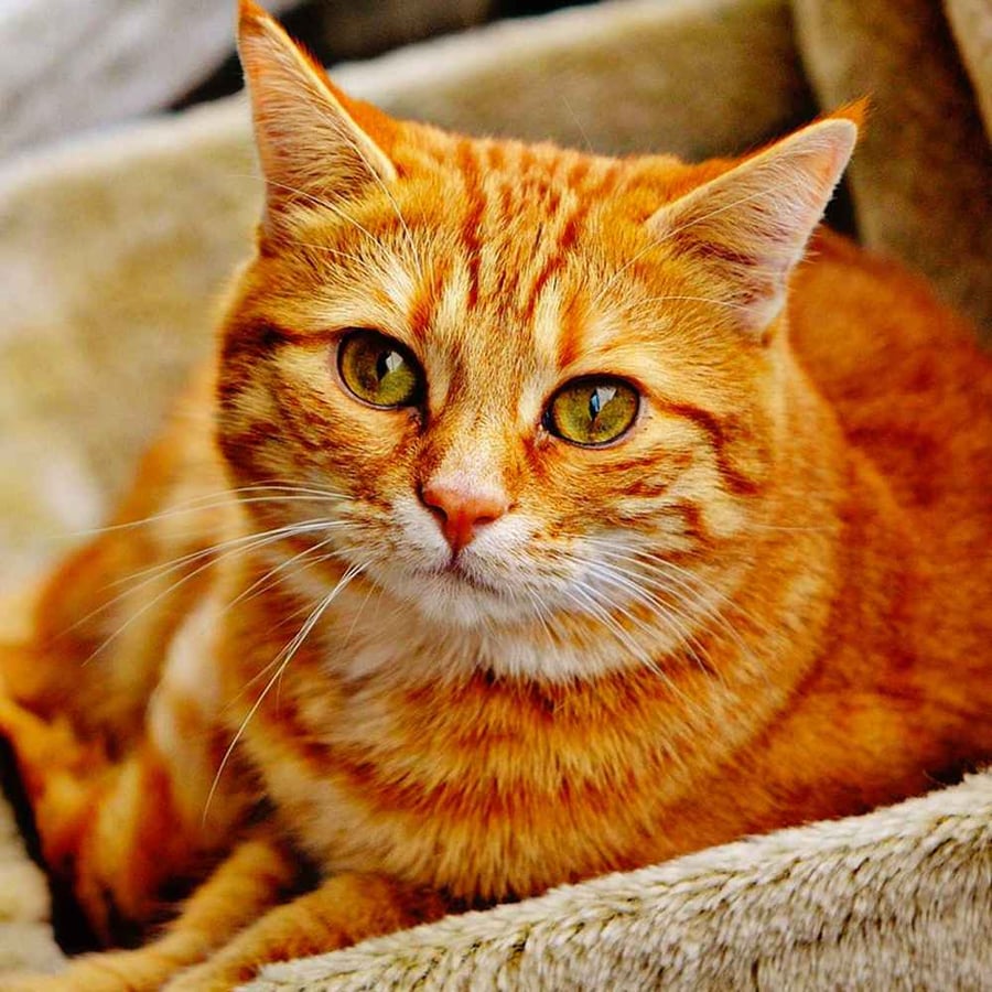 ​Global Cat Day