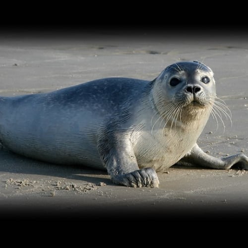 International Seal Day