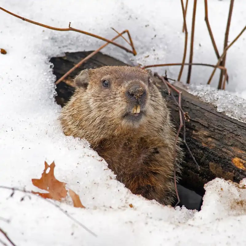 Groundhog Day February 2
