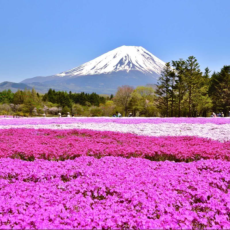 Fuji Shibazakura Festival 2024