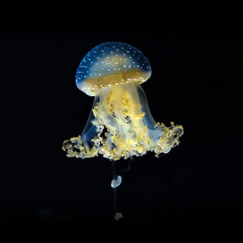 Jellyfish Day