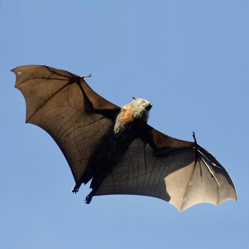 Bat Appreciation Week