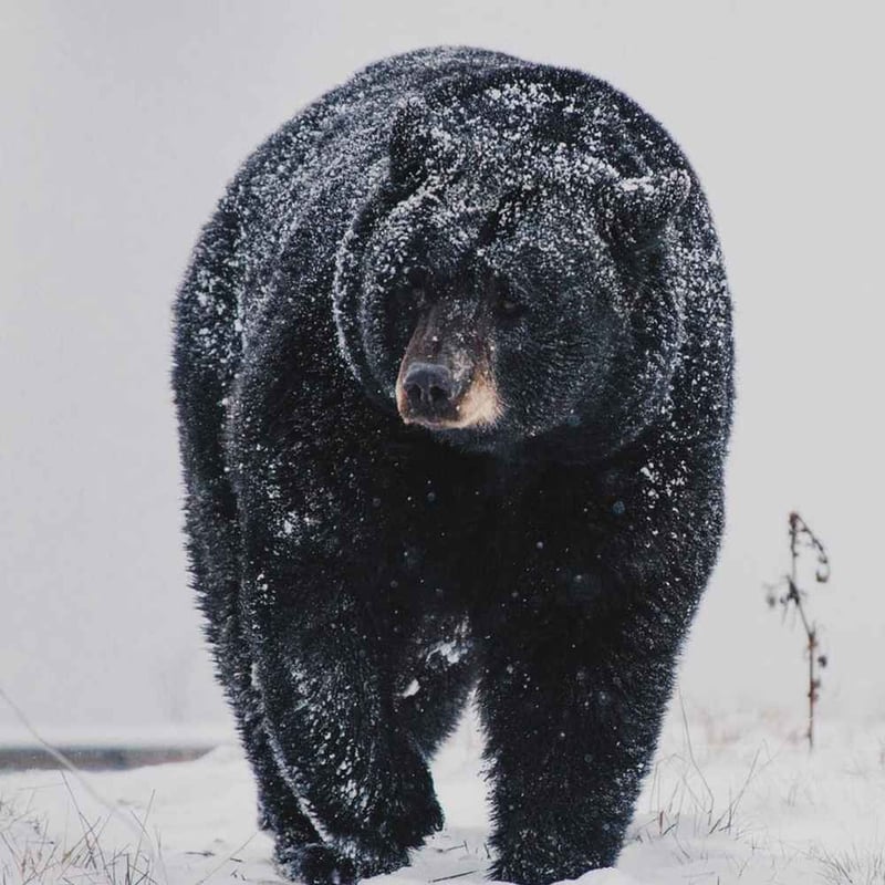 National Black Bear Day 2024