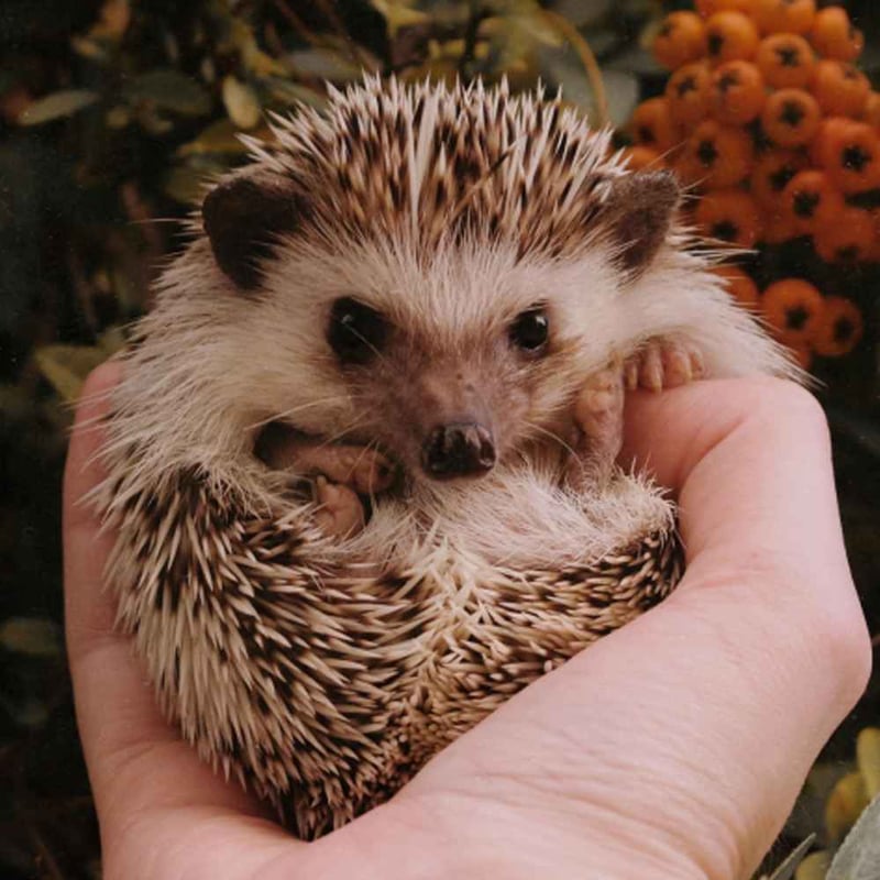 National Hedgehog Day