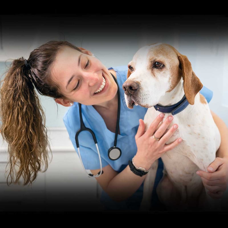 Dog Therapy Appreciation Day 2024