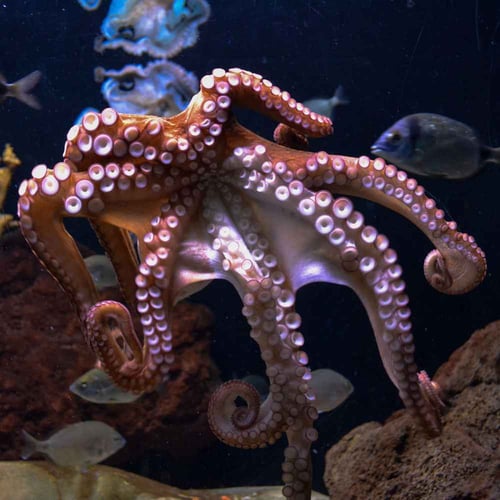 World Octopus Day