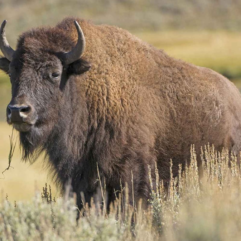 ​National Bison Day