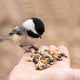 Feed the Birds Day