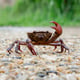 Champion Crab Races Day