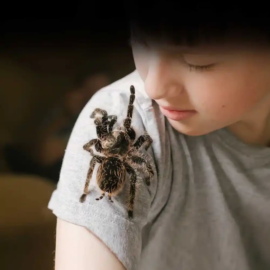 National Save a Spider Day