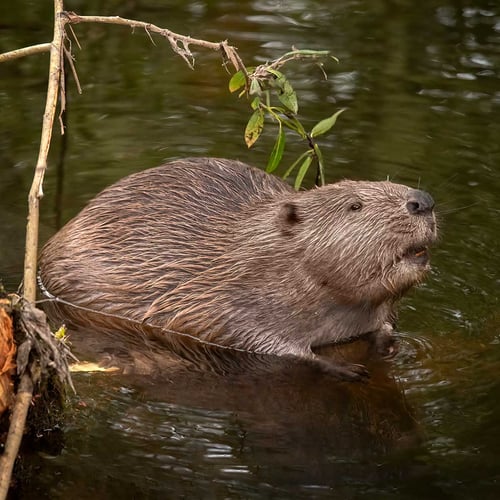 International Beaver Day