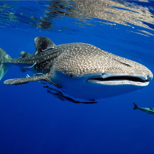 International Whale Shark Day