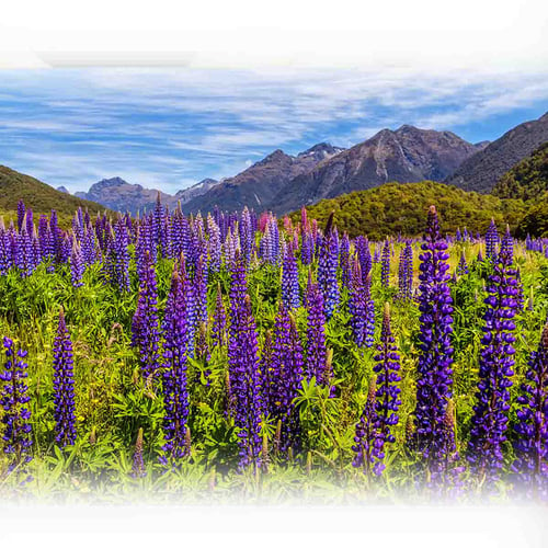 New Zealand Flowers Week