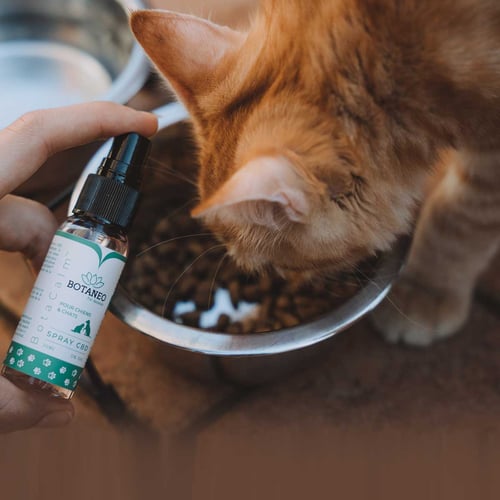 National Pet CBD day