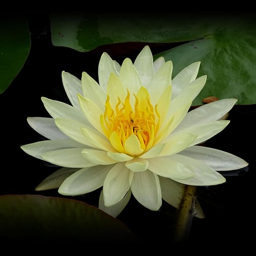 White Lotus Day