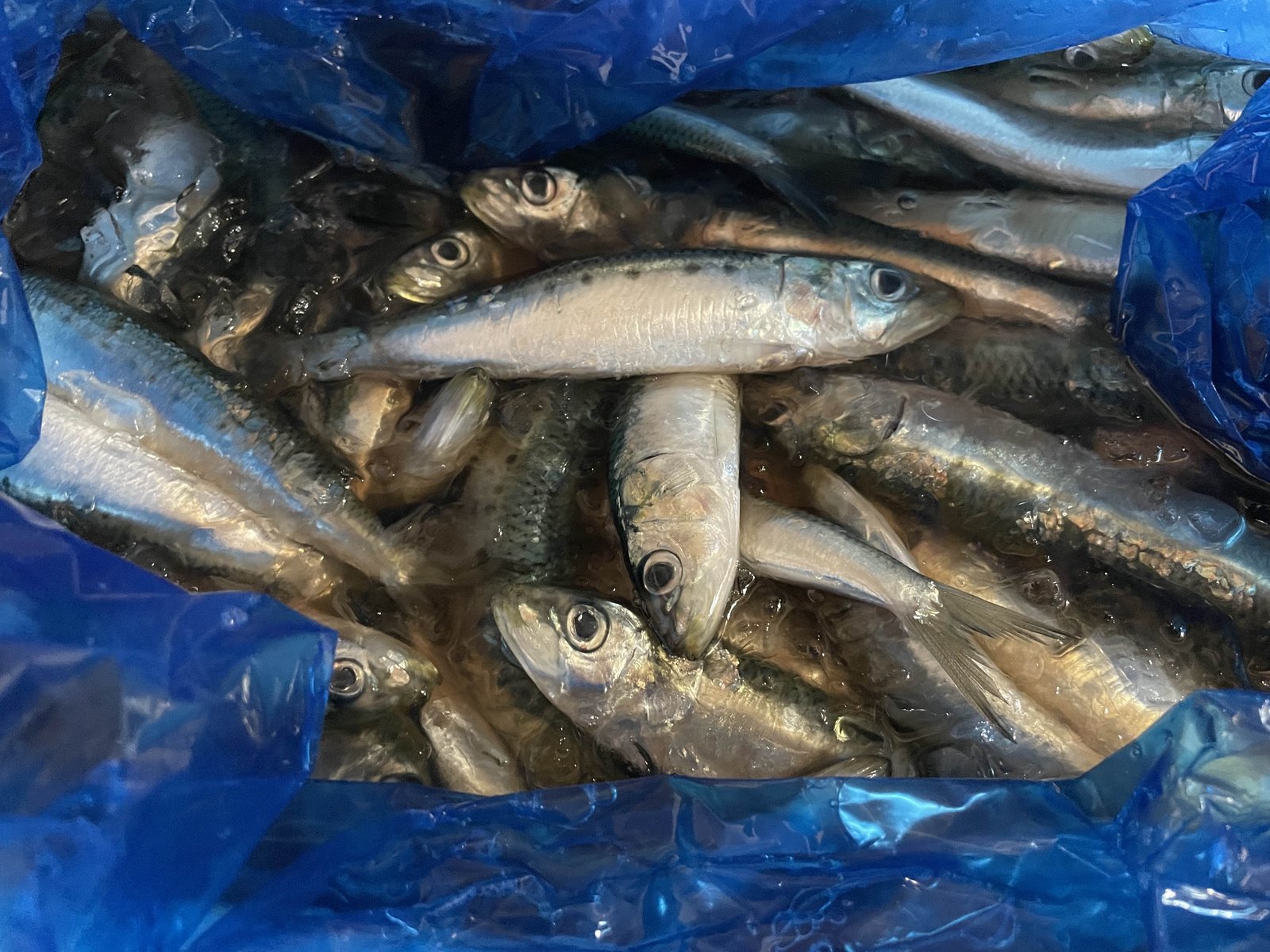 いわしのぬか炊き240g（真空パック）JPYC利用特典で真空代50円OFF - 5
