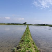 【送料無料・NFT付き】近江米 15kg 令和7年産 きぬむすめ 滋賀県高島市産 近江米 自家製 産地直送 玄米重量 <残留農薬検査実施済み> - 2