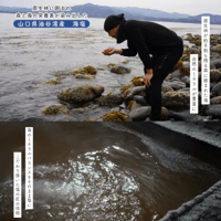 【お米との合わせ買いで送料無料】ふわりと香ばしい おむすびがごちそうになるおしお 山口県産海塩・アカモク使用 海苔／笹パッケージ ごはんのお供 - 10