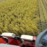 【送料無料・NFT付き】近江米 5kg 令和7年産 きぬむすめ 滋賀県高島市産 近江米 自家製 産地直送 玄米重量 <残留農薬検査実施済み> - 5