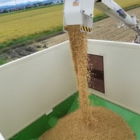 【送料無料・NFT付き】近江米 10kg 令和7年産 きぬむすめ 滋賀県高島市産 近江米 自家製 産地直送 玄米重量 <残留農薬検査実施済み> - 6